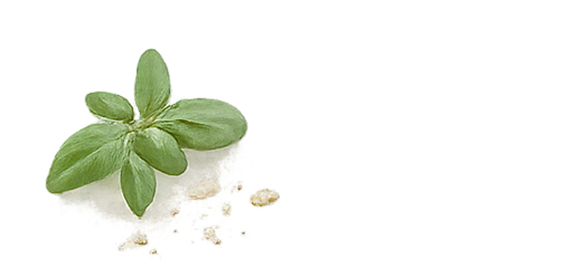 basilikum blatt-mitte